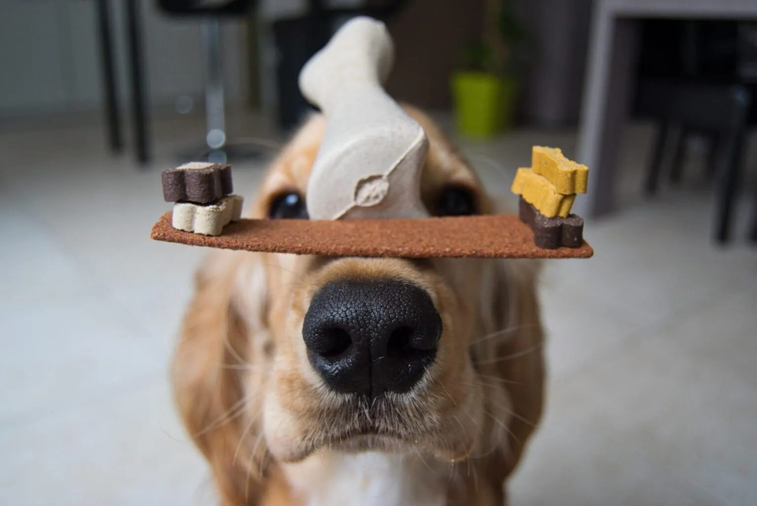 dog