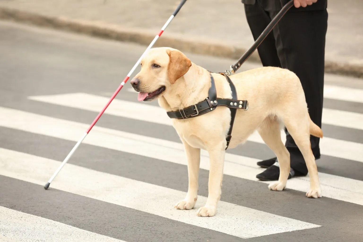 dog and a blind man
