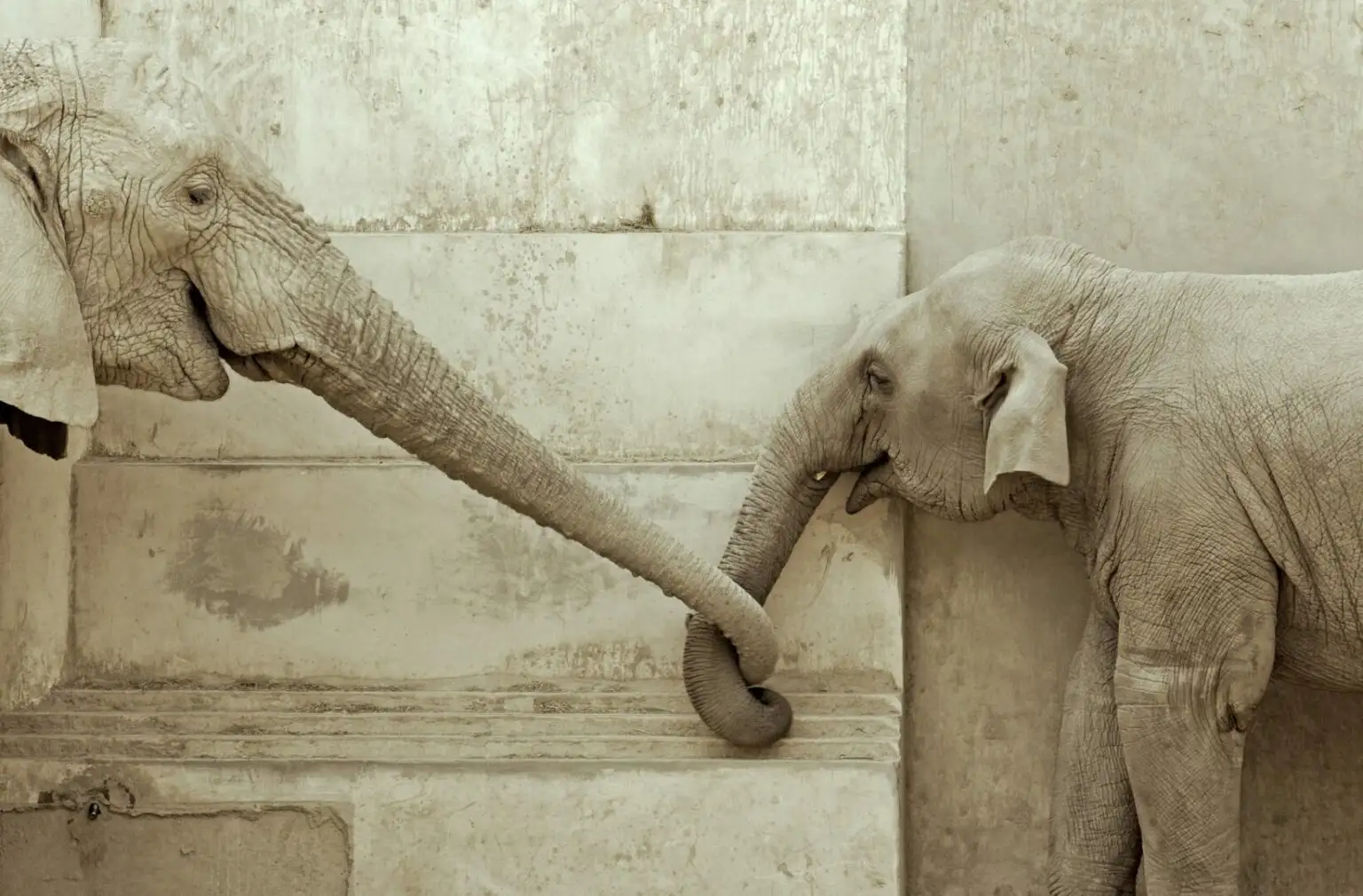 elephants