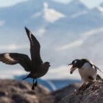 Pingvin madarat kerget el a területéről, szerződés