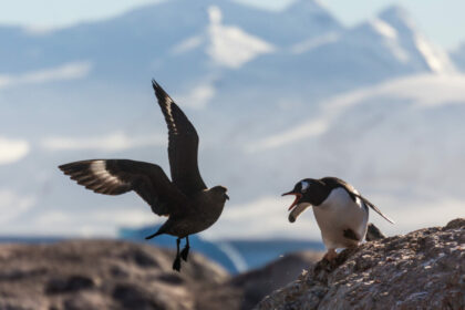 Pingvin madarat kerget el a területéről, szerződés