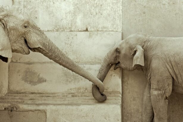 Felnőtt elefánt kis elefánt orrmányát fogja, bizalom