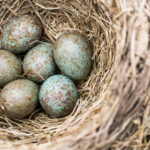 Kakukk tojások madárfészekben , dokumentum minták