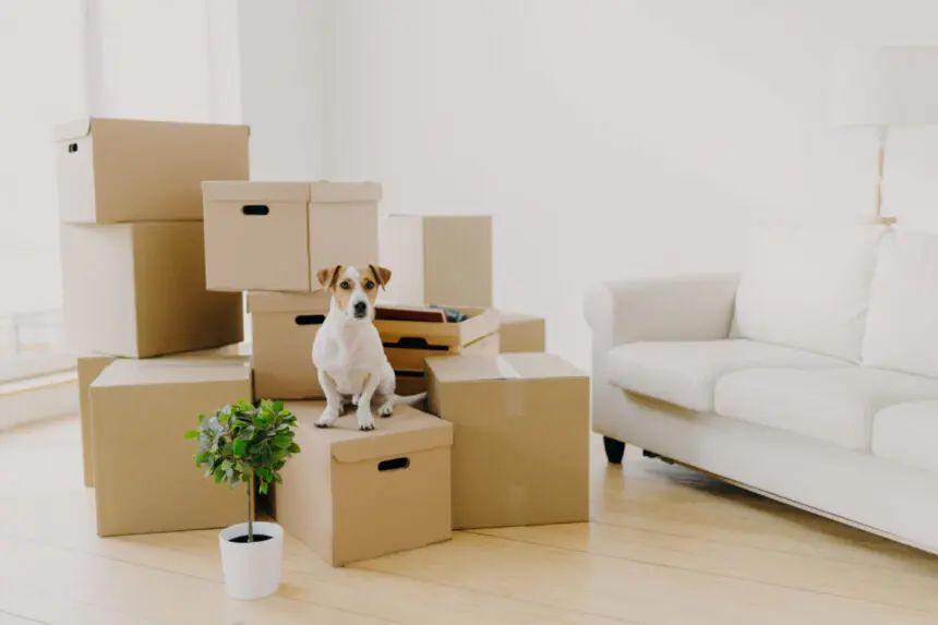 Kutya dobozokkal, tulajdon, dologi jog