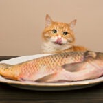 Vörös-fehér macska a tányéron lévő halra éhezik, pénzügyi jog