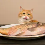 Vörös-fehér macska a tányéron lévő halra éhezik, pénzügyi jog