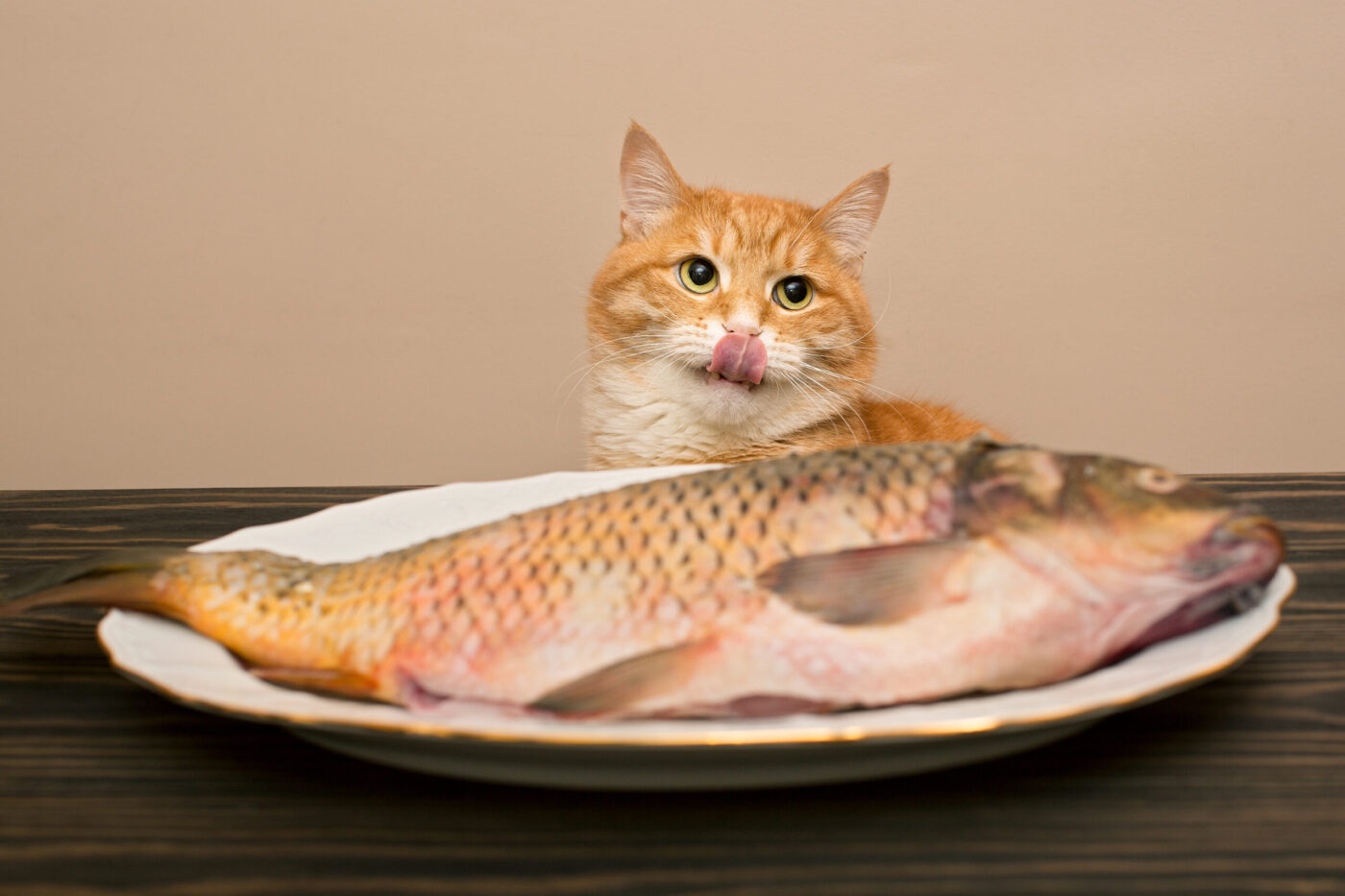 Vörös-fehér macska a tányéron lévő halra éhezik, pénzügyi jog