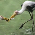 Halon hadakozó vízimadarak, polgári peres és nemperes eljárások