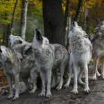 Üvöltő szürke farkasfalka, társasági jog