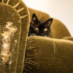 Fekete macska, szétkarmolt kanapé, kártérítés