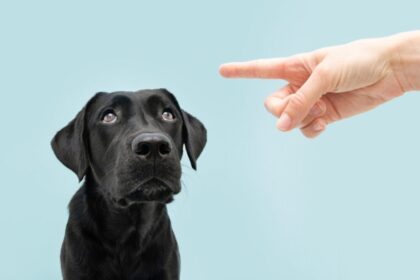 Fekete labrador kutya, intő kéz, büntetőjog