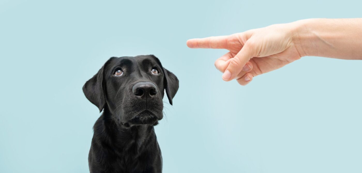 Fekete labrador kutya, intő kéz, büntetőjog