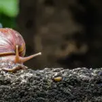 Csiga házában az úton, lakás, albérlet