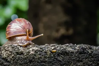 Csiga házában az úton, lakás, albérlet