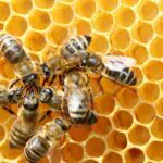 Méhek tánca, minta