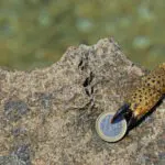 Rék a parton egy eurós bankjegyet fog, adás-vétel, csalás