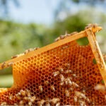 Dolgozó méhek kaptárban, munkajog, online ügyvéd chat