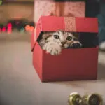 Macska ajándék dobozban, ajándékozási szerződés