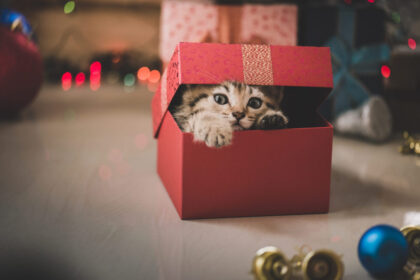 Macska ajándék dobozban, ajándékozási szerződés