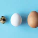 Különböző tojások, ingyenes jogi tanácsadás
