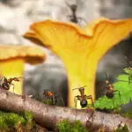 Hangya tanácskozás, Ügyvédkereső