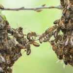 Méhek együttműködnek, megbízás, megbízási szerződés