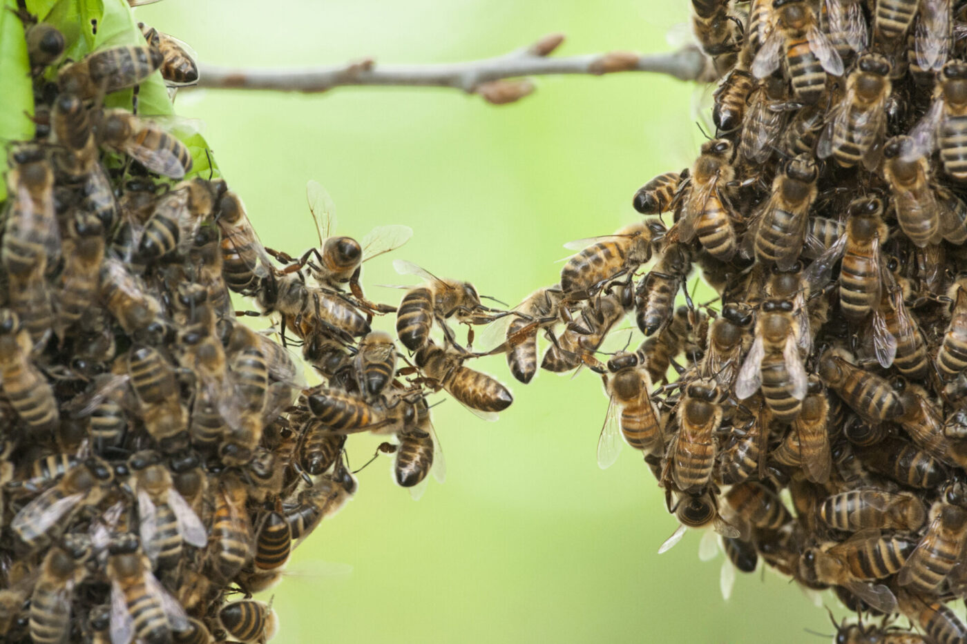 Méhek együttműködnek, megbízás, megbízási szerződés