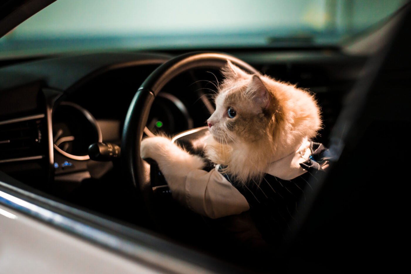 Aranyos macska autót vezet, jármű adásvételi szerződés, jármű adásvételi szerződés minta