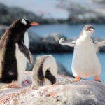 Erős pingvin, megbízási szerződés