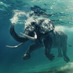 Úszó elefánt, meghatalmazás, meghatalmazás minta