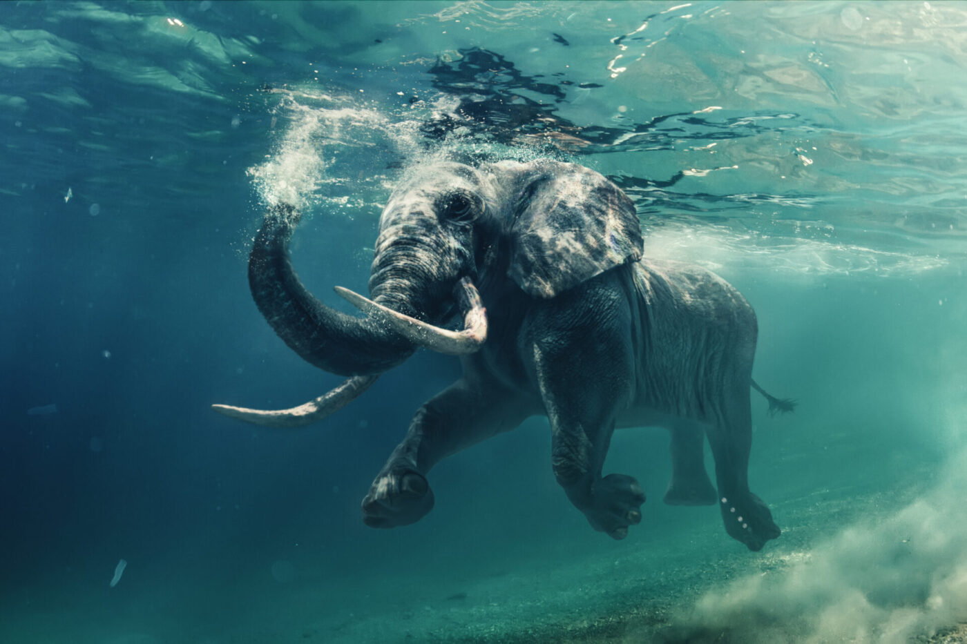 Úszó elefánt, meghatalmazás, meghatalmazás minta