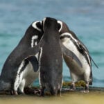 Pingvin család, meghatalmazás minta