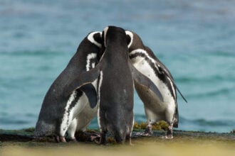 Pingvin család, meghatalmazás minta