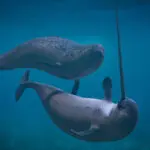 Narválok kommunkálnak, online ügyvéd chat