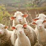 Hasonló bárányok, szerződésminta