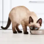 Sziámi macska, avdh hitelesítés