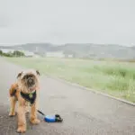 Sétáló kutya gazdátlanul, telefon adásvétel