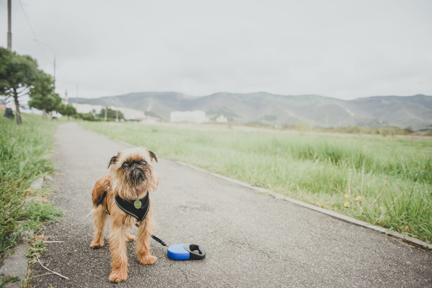 Sétáló kutya gazdátlanul, telefon adásvétel