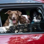 Kutyák és macska autóban, adásvételi szerződés