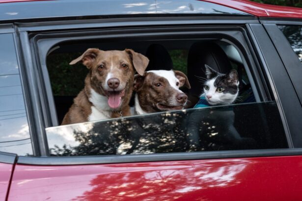Kutyák és macska autóban, adásvételi szerződés