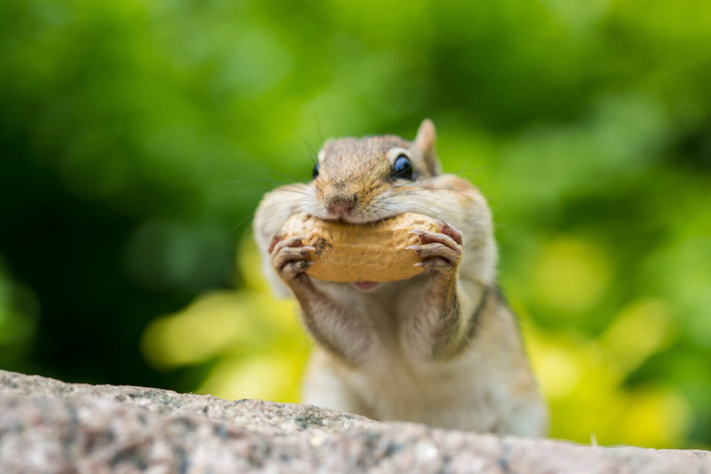 mókus mogyorót eszik, megbízási szerződés