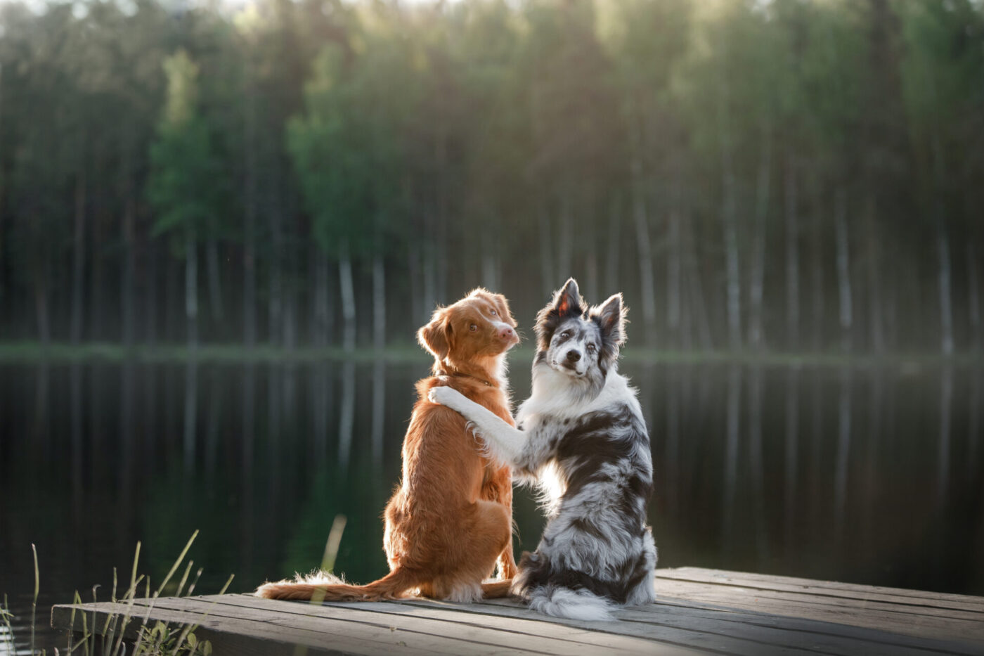 Két kutya, megbízási szerződés