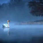 Hattyú a tavon, elállási jog