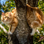 Macska a fán, dologi jog