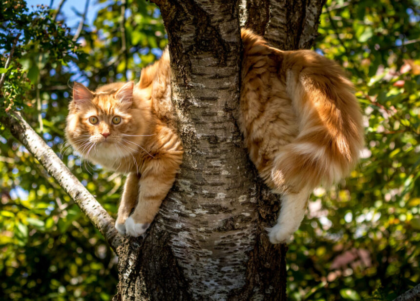 Macska a fán, dologi jog