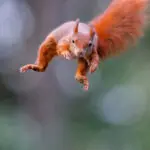 ugró mókus, elveszett csomag, kártérítés