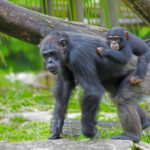 Csimpánz kölykével, megbízási szerződés