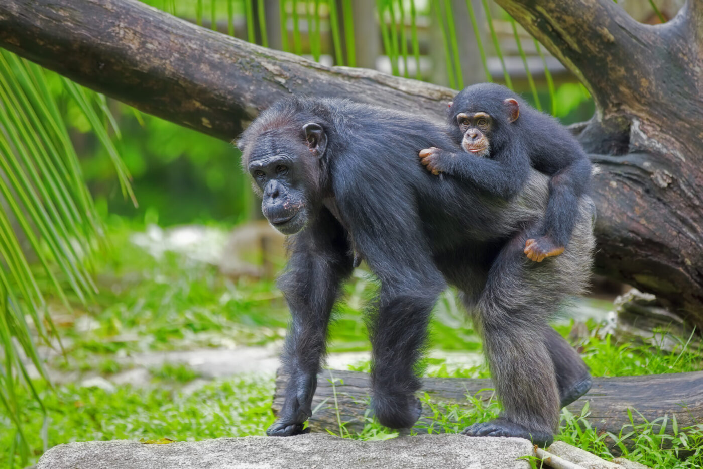 Csimpánz kölykével, megbízási szerződés