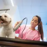 kutyakozmetikus, vállalkozási szerződés