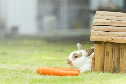 Nyuszi a házában, tulajdoni lap